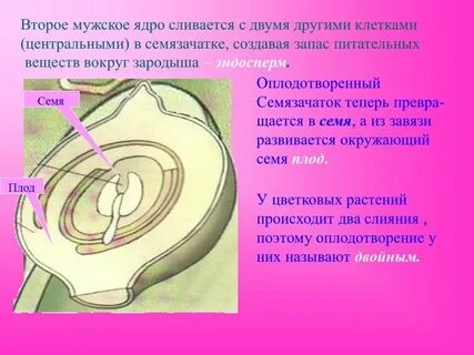 Семязачаток это