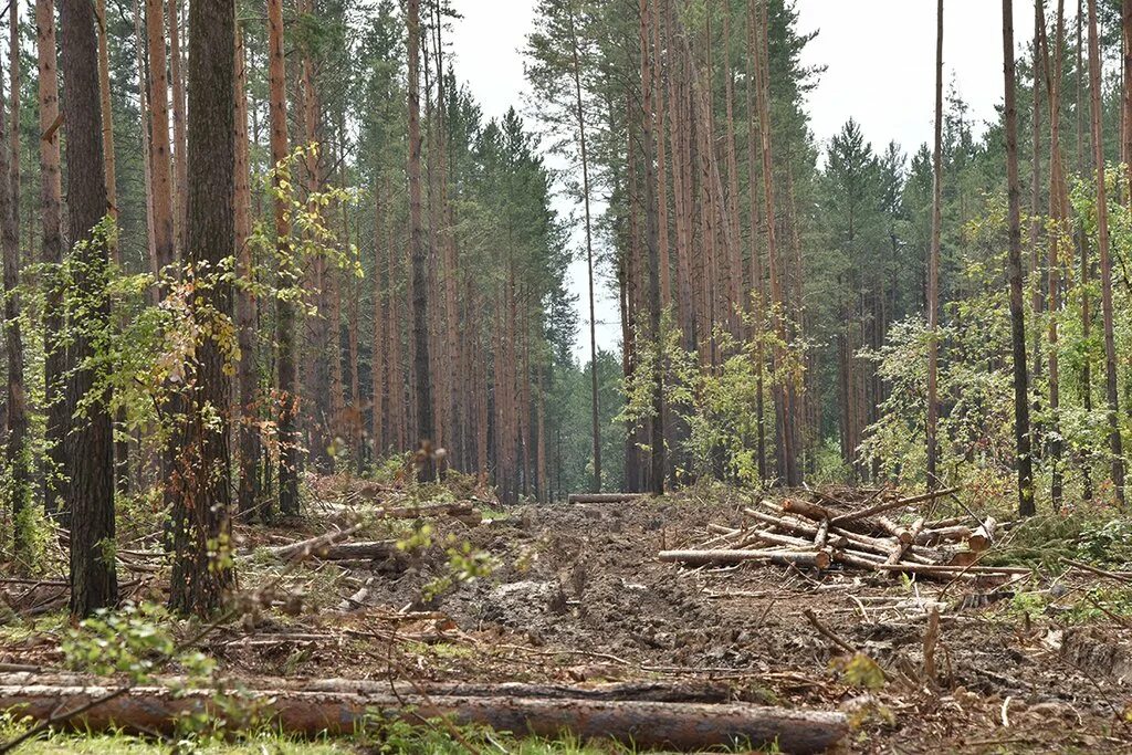 Польша снайперы граница беларусь. Мещёрский национальный парк болота. Граница белоруссии и литвы. Дремучий лес фэнтези арт. Финская граница.