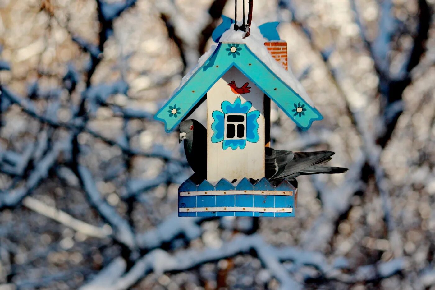 Синица в избе. Голубь кормушка зимой домик. Голубя избушка. Кормушка для птиц картинка для детей. Синица к избе зима на дворе.