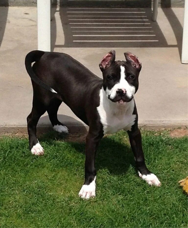 Порода охос азулес рыжий. Редкие окрасы животных. Порода котов охос азулес. Окрас животных. Кот с необычным окрасом.