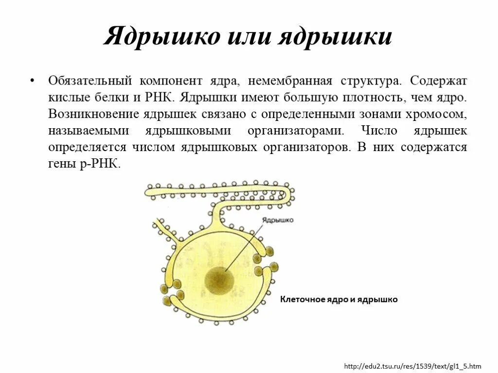 Ядрышко. Строение ядрышка. Ядрышко и его компоненты. Ядрышко клетки.