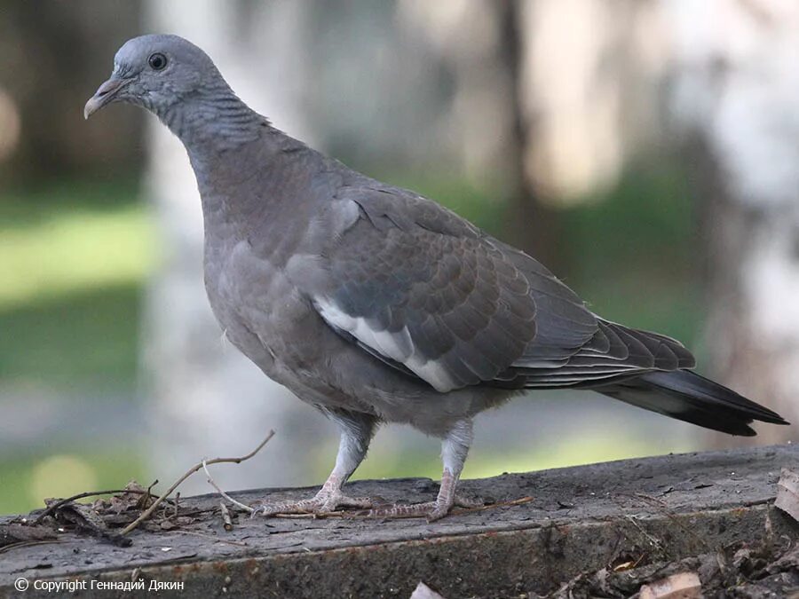 Молодой голубь. Маленький молодой голубь. Молодой голубь. Слеток сизого голубя. Молодые голуби.