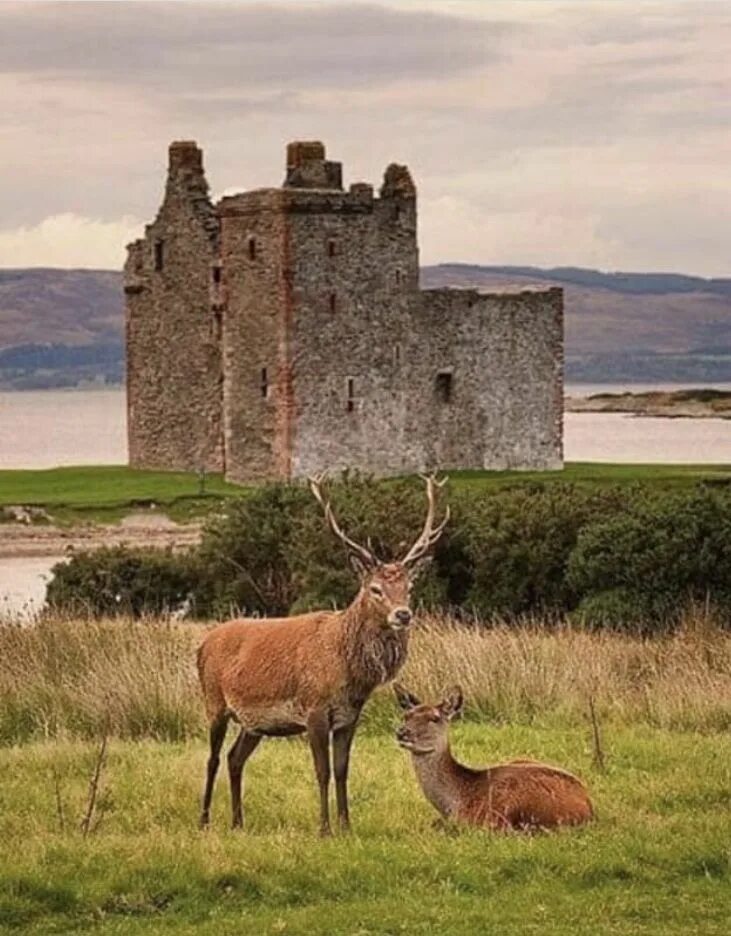 Scotland animal. Ларгс Шотландия. Парк Кэрнгормс Шотландия животные.