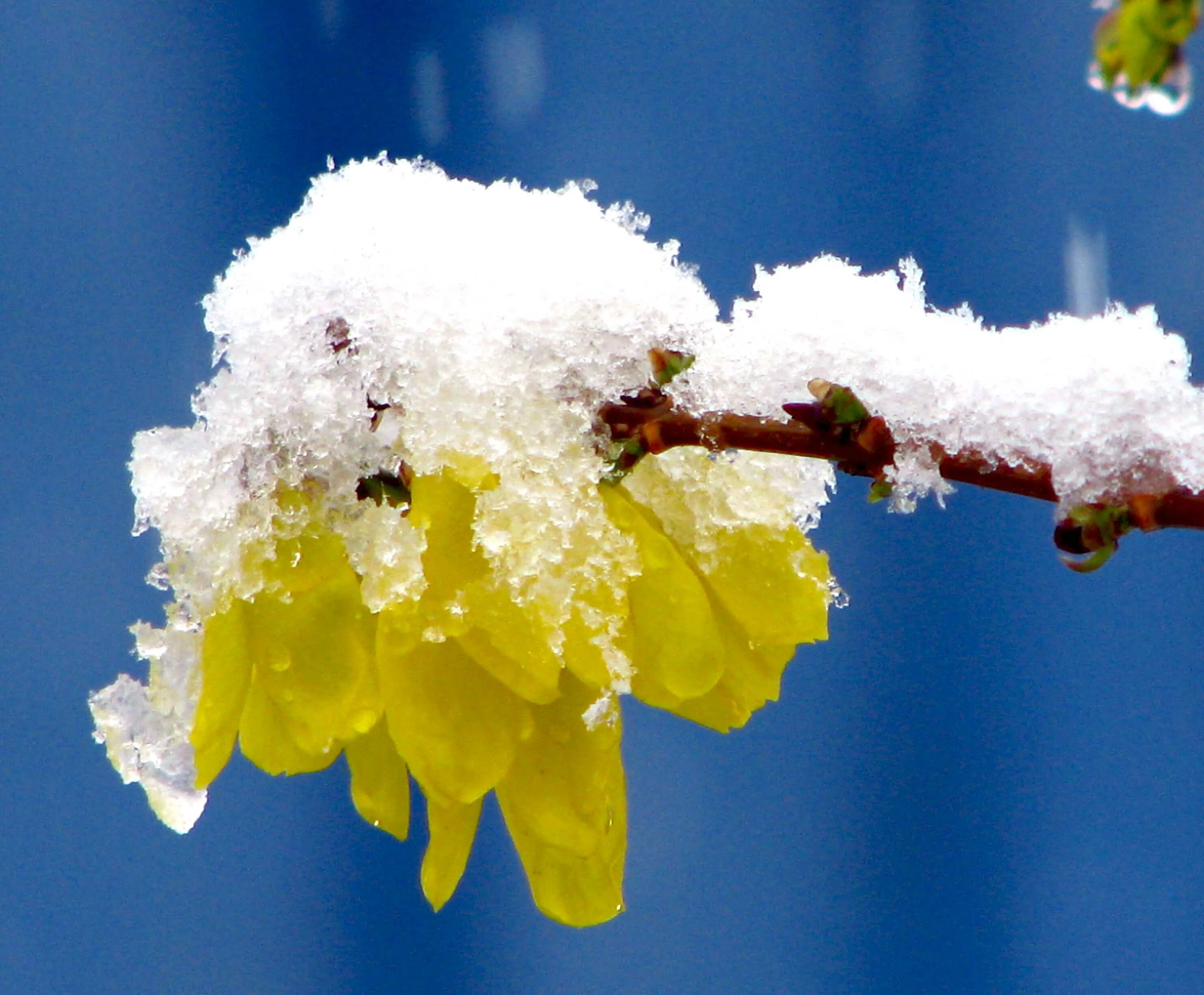 доброе весеннее утро снег.