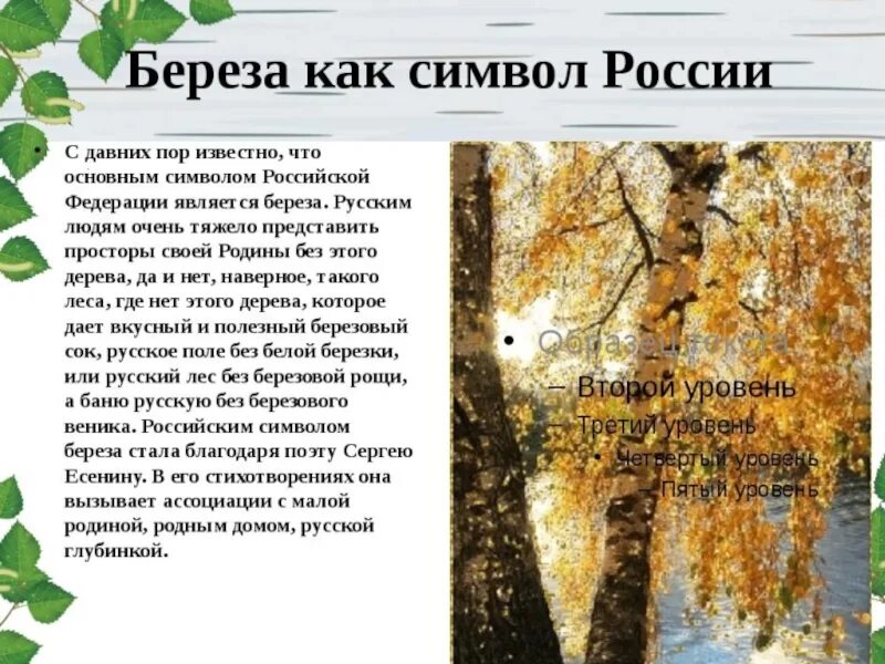 Береза главная мысль