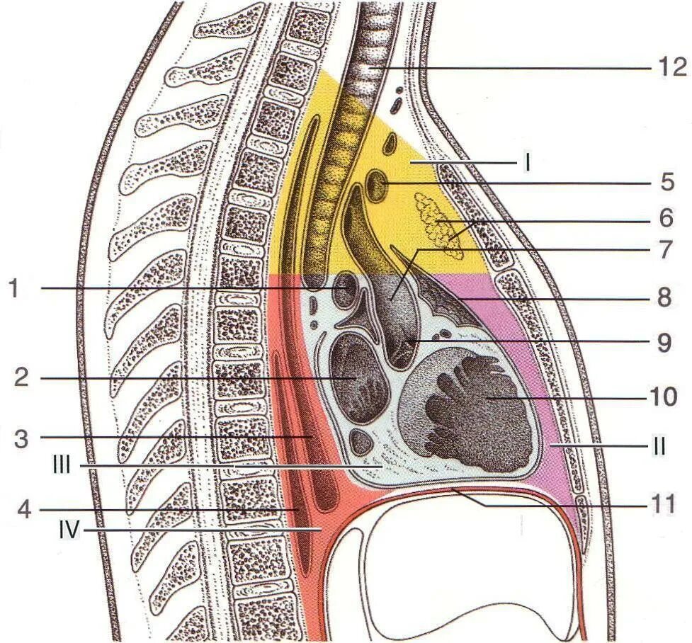Границы средостения топографическая анатомия. Топография средостения топографическая анатомия. Средостения грудной клетки анатомия. Анатомия средостения топографическая анатомия.