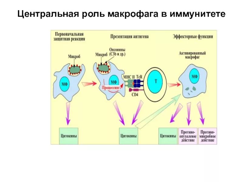 Роль в иммунных реакциях. Функции макрофагов в процессе иммунного ответа. Макрофаги функции в иммунном ответе. Функции макрофагов в иммунитете. Схема презентации антигена лимфоцитам.