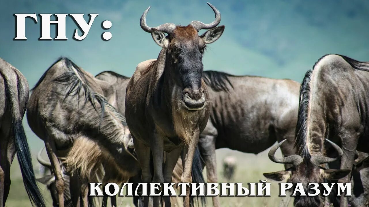 Рев антилопы гну. Антилопа гну. антилопа гну сафари танзания.