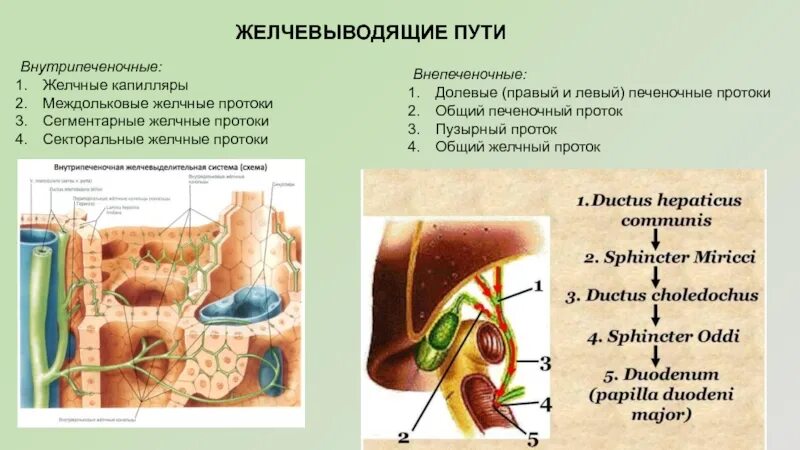 Внепеченочные желчные пути. Внутрипеченочный желные пути. Внутрипеченочные и Внепеченочные желчные пути. Внутрипеченочные желчные ходы. Желчевыводящие пути.