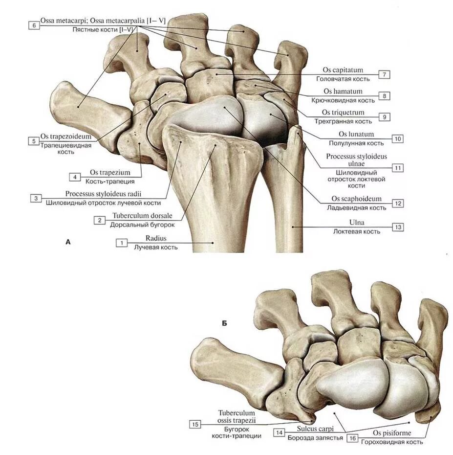 Ладьевидная кость запястье анатомия. Головчатая кость кисти анатомия. Кости верхней конечности анатомия кисть. Ладьевидная кость кисти латынь. Ряд костей запястья
