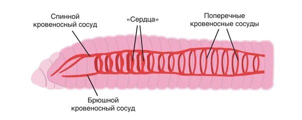 Кольцевые сосуды дождевого червя. Строение кровеносной системы кольчатых червей. Схема строения кровеносной системы у кольчатых червей. Дыхательная система дождевого червя. Строение кровеносной системы дождевого червя.