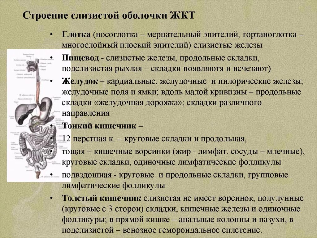 В пищеводе железы расположены в. Структура и функции пищеварительного тракта. Структуры пищеварительной трубки. Особенности строения пищеварительной трубки. Пищеварительный канал анатомия.