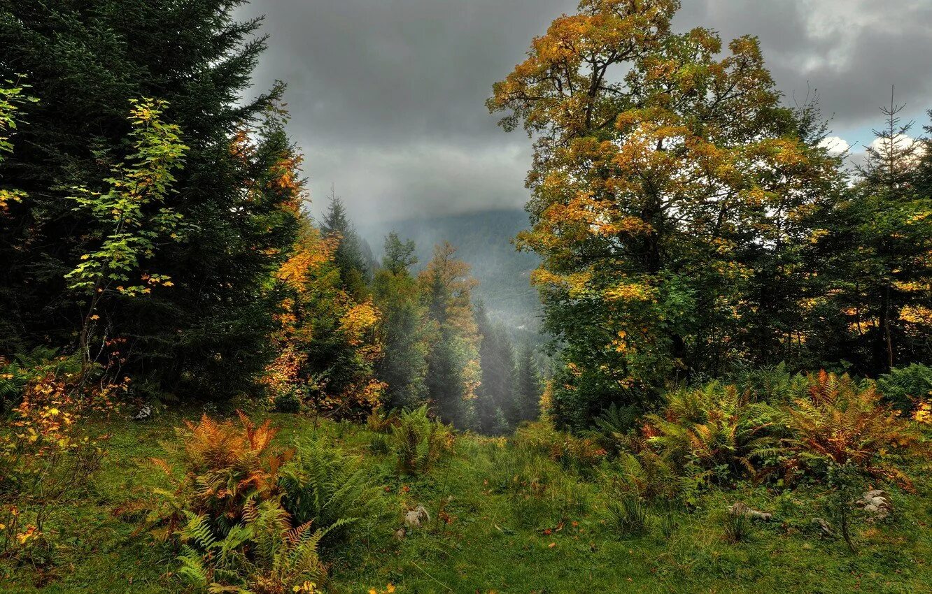 Смешанный лес. Осень в лесу. Ранняя осень. Пейзаж лес. Изм лес