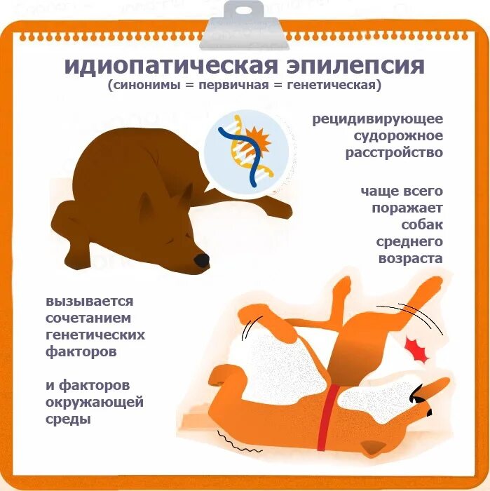 Идиопатическая эпилепсия у собак. Приступ эпилепсии у собаки. Припадок эпилепсии у собаки. Приступ эпилепсии у собаки симптомы. Эпилепсия у собак лечение