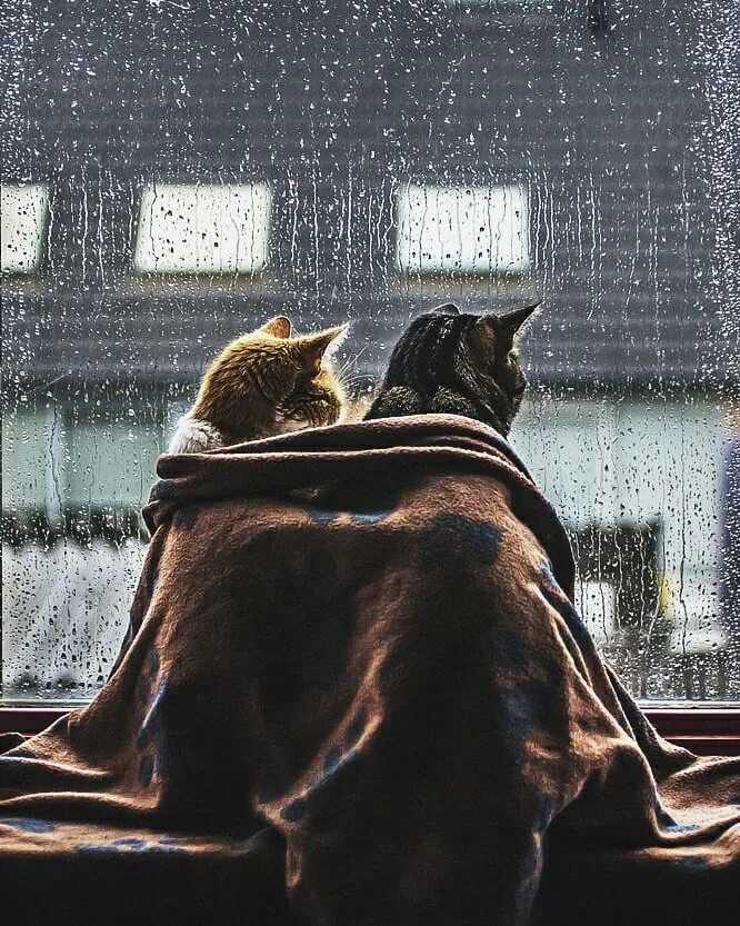 Одинокий кот. На улице дождь а дома тепло. Одинокое утро. Кружка кофе и сигарета. Одинокая девушка в квартире.