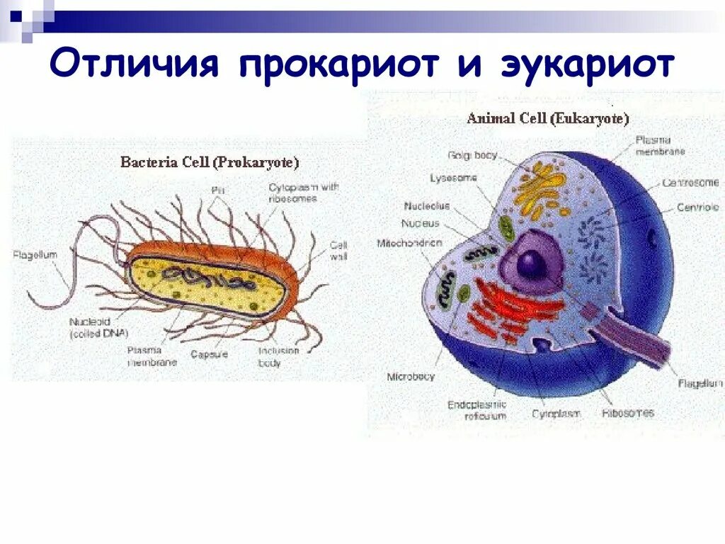 Выберите эукариотических организмов. Строение бактерий эукариот. Сравнение прокариотической и эукариотической клетки рисунок. Строение клетки прокариот и эукариот рисунок. Строение бактерий прокариоты и эукариоты.