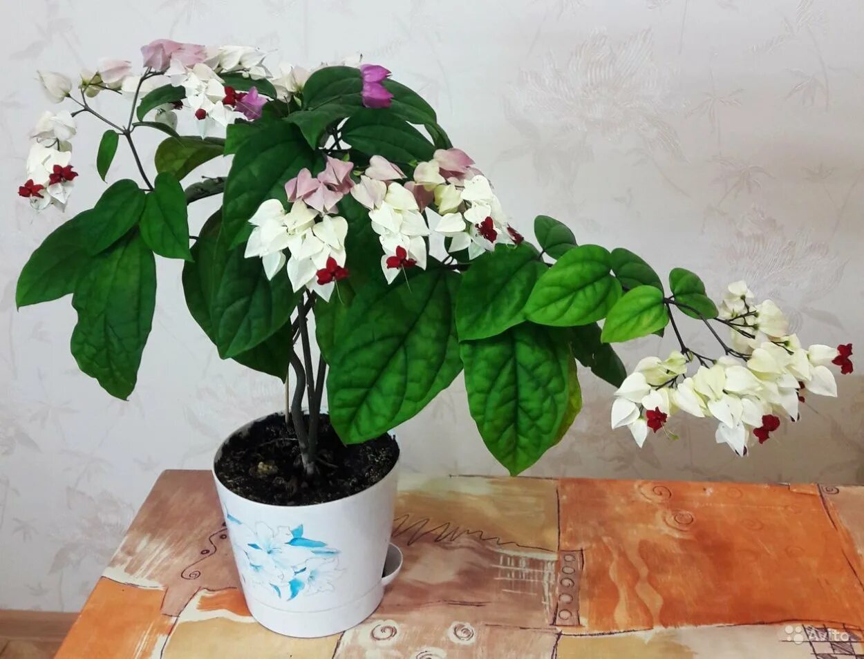 Клеродендрум какой горшок. Клеродендрум томпсона. клеродендрум мадам томпсон. цветок томпсона клеродендрум.