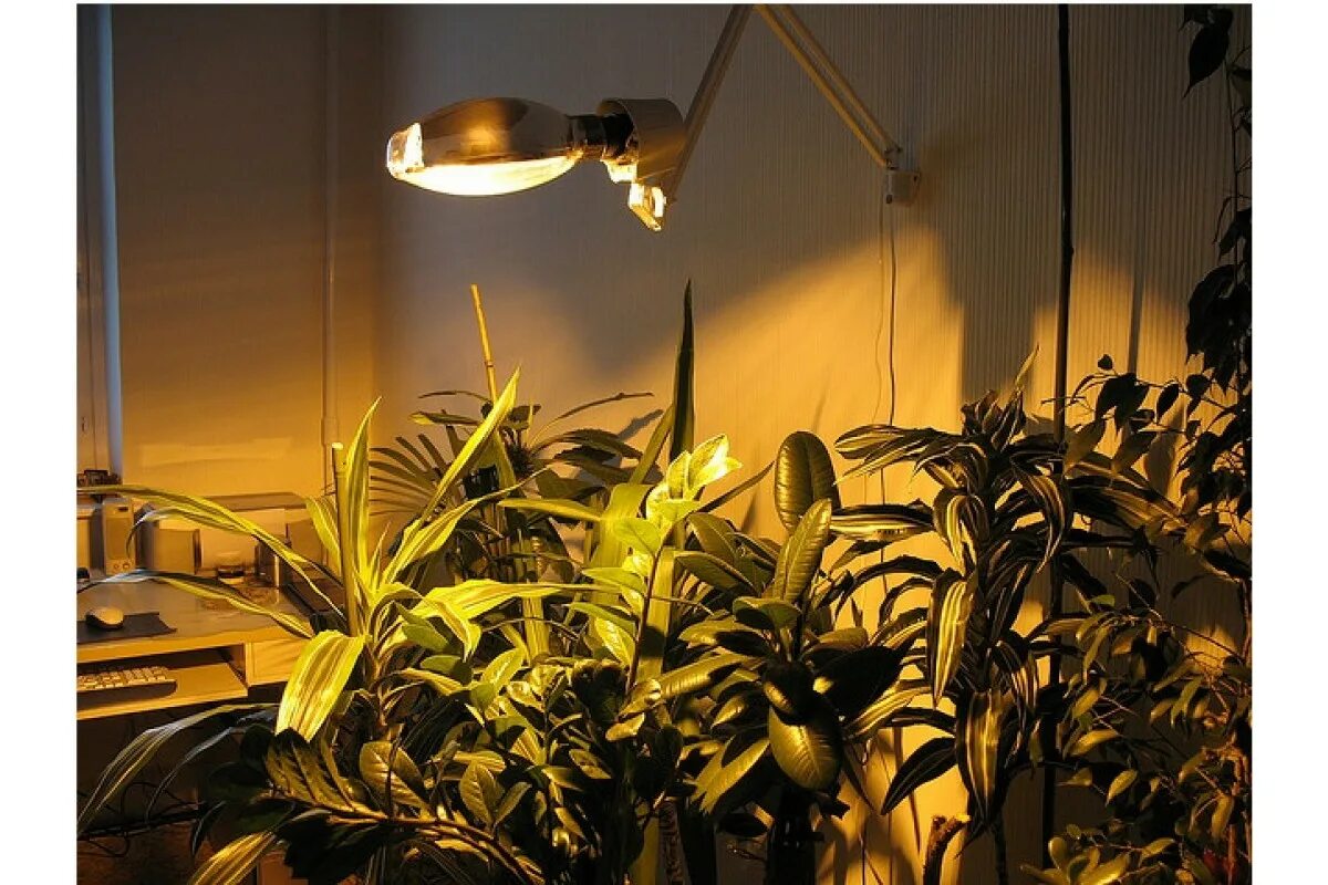 Почему лампа в квартире. Светильник Рефлакс для растений. Натриевая лампа Рефлакс. Натриевые лампы ДНАЗ. Светильник солнышко ДНАЗ.