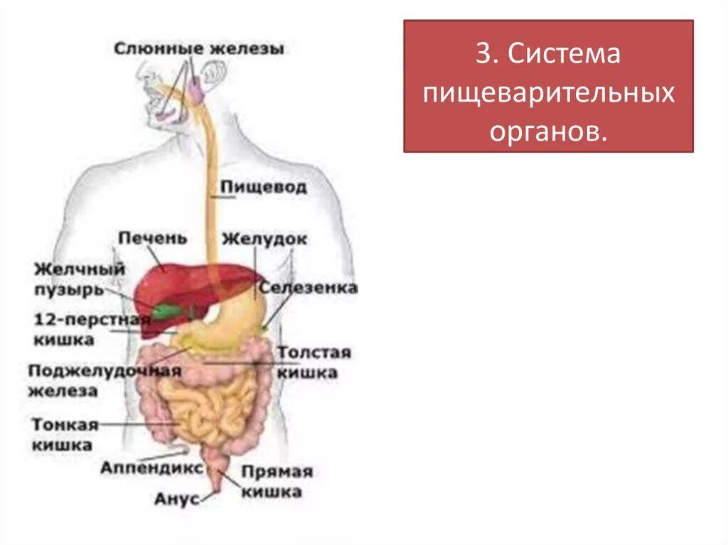 Пищеварительная система человека. Система органов пищеварения. Строение пищеварительной системы. Схема органов пищеварения. Отметь органы пищеварительной системы