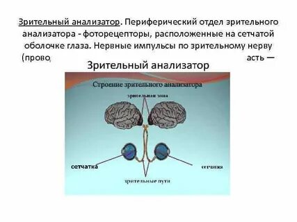 Периферический анализатор