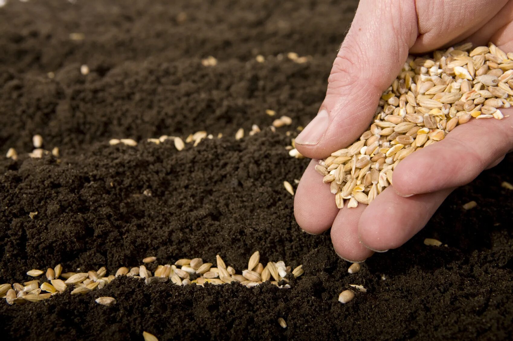 Зерно сеят. Семена для посадки. Семена сельское хозяйство. Посев зерна. Сеют пшеницу.