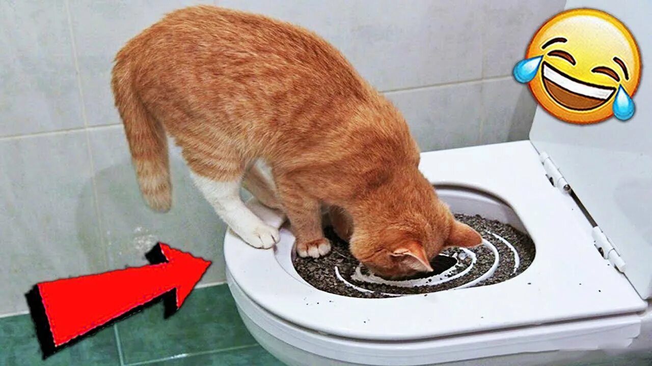 Почему не можешь сходить в туалет. Кот на унитазе. Кот какает. Кот в туалете. Котенок в унитазе.