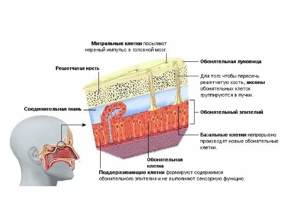 Анализаторы обоняния и вкуса. Обонятельный анализатор 8 класс биология. Обонятельный анализатор строение. Функции обонятельного анализатора. Обонятельный анализатор строение и функции.