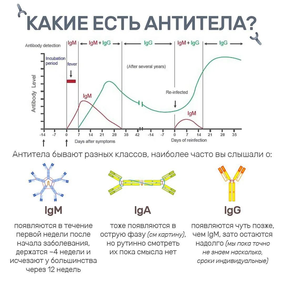 Высокоавидные антитела что это. Аффинность и авидность антител. Высокоавидные антитела что это. Индекс авидности igg. Высокоавидные антитела что это.