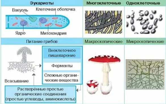 Грибы вещество. Внешнее пищеварение грибов. Выделяемые вещества у грибов. Органические вещества у грибов. Грибы обмен веществ.