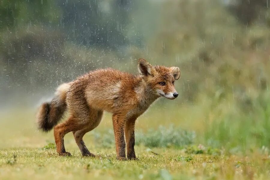 Лиса в дикой природе. Дикая лисица. Мокрая лиса. Fox wild