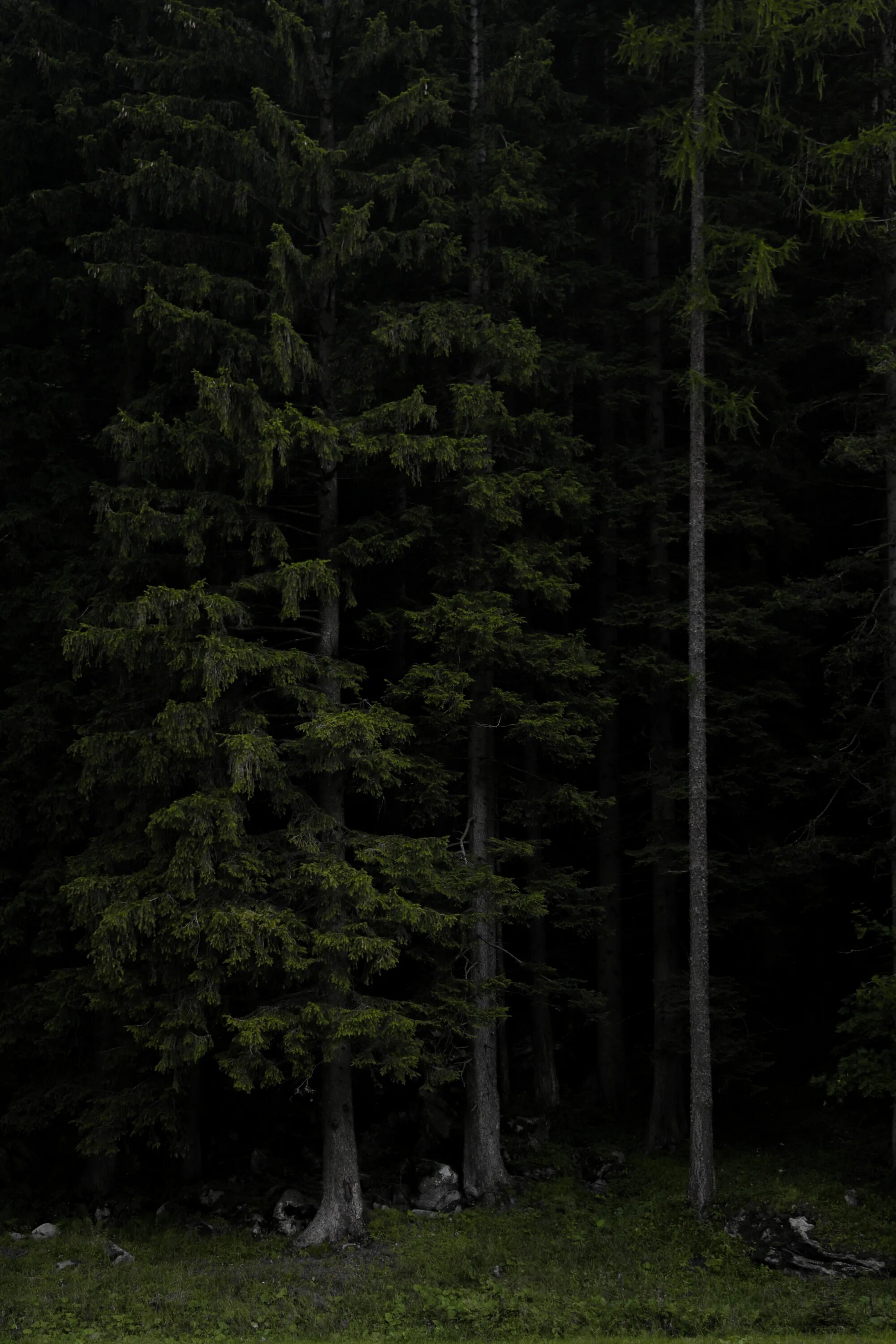 Темно хвойный. Темный еловый лес. Еловый лес ночью. Темный Сосновый лес. Мрачный еловый лес.