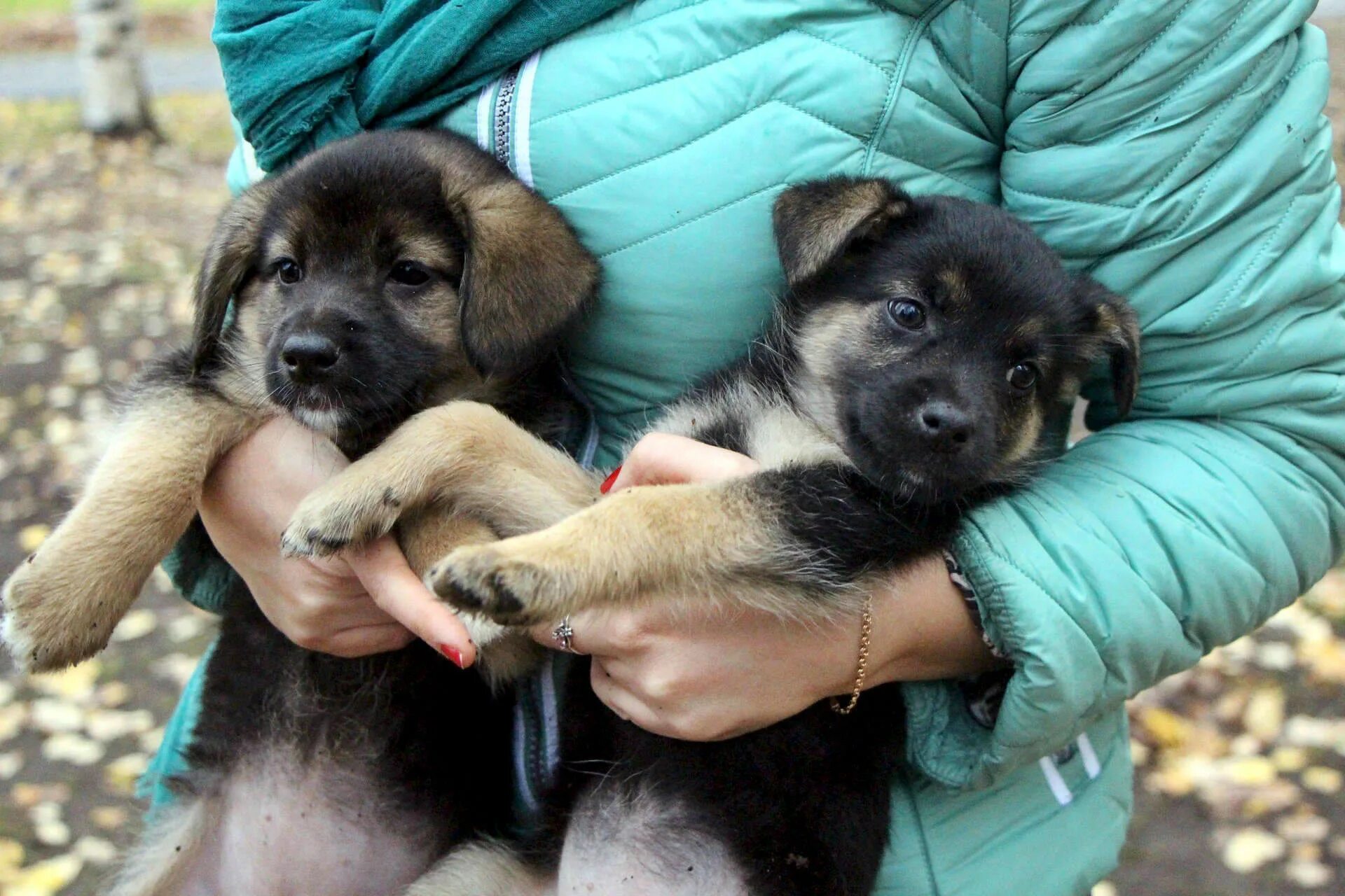 отдам в добрые руки щенка в уфе. щенки даром уфа. контакт г салават отдам или продам собаку. отдам даром щенка кавказской овчарки. уфа щенки даром.