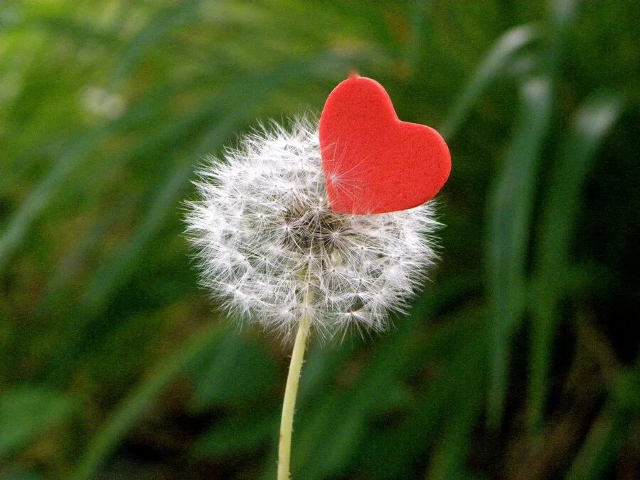 Любимый одуванчик. Одуванчик данделион. Одуванчик. Одуванчик любовь. Любимый одуванчик.