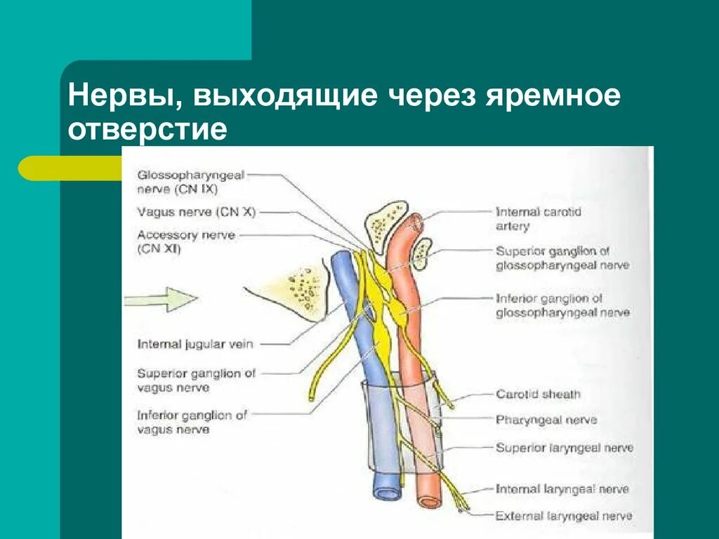 Через яремное отверстие