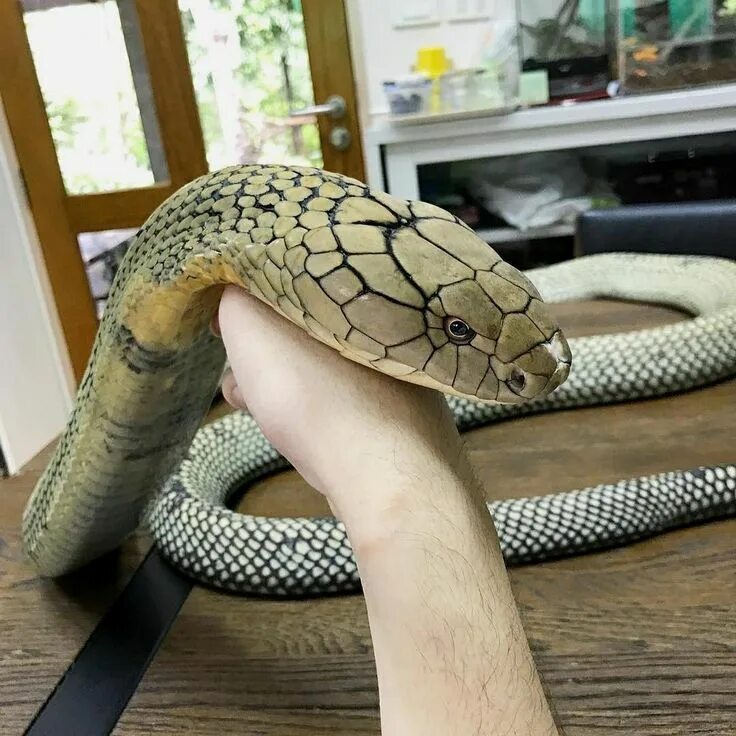 Полоз snek. Наг нагайна королевская кобра. Змей гладить. Королевская кобра ручная. Смешная змея.