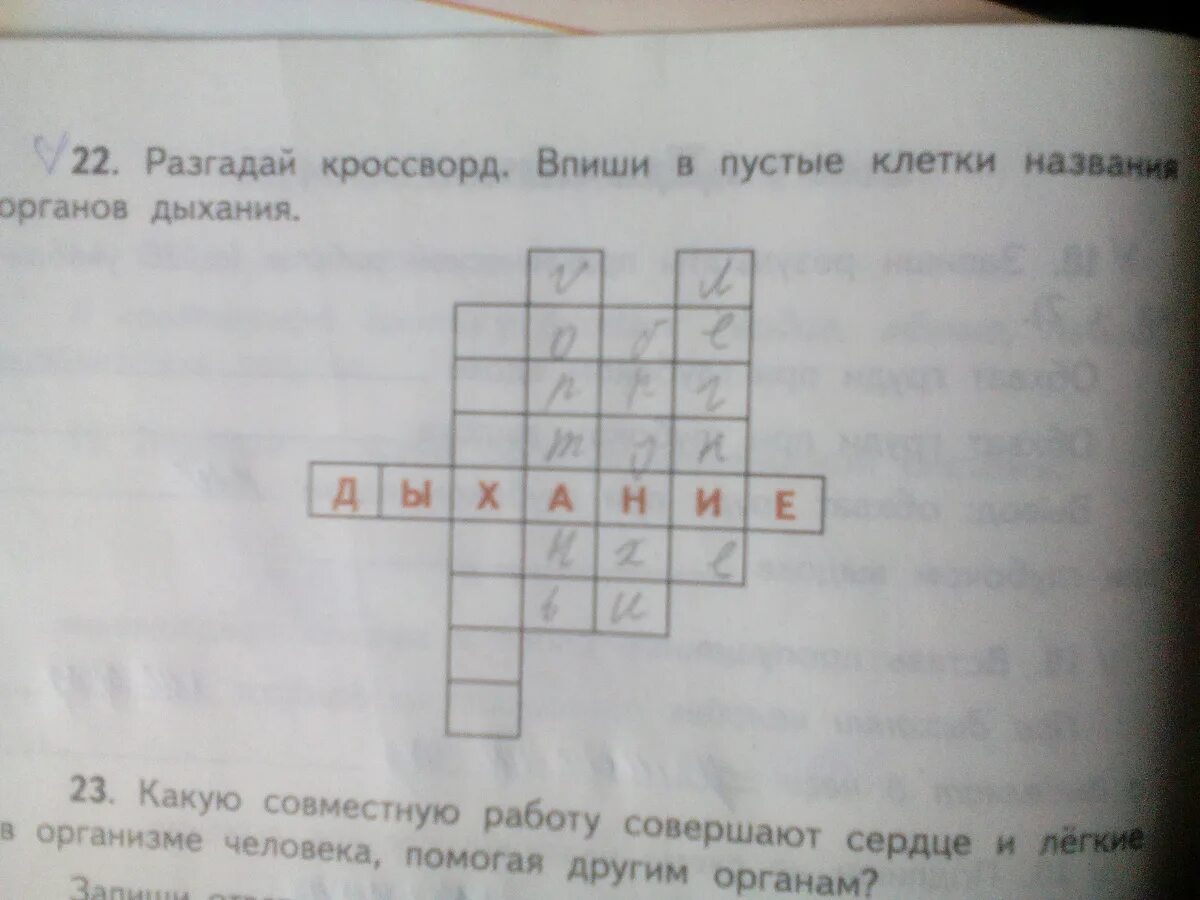 Разгадай кроссворд. Кроссворды разгадывать. Разгадай кроссворд впиши в клетки названия. Разгадай кроссворд впиши. Разгадай кроссворд в нашем полушарии хорошо была