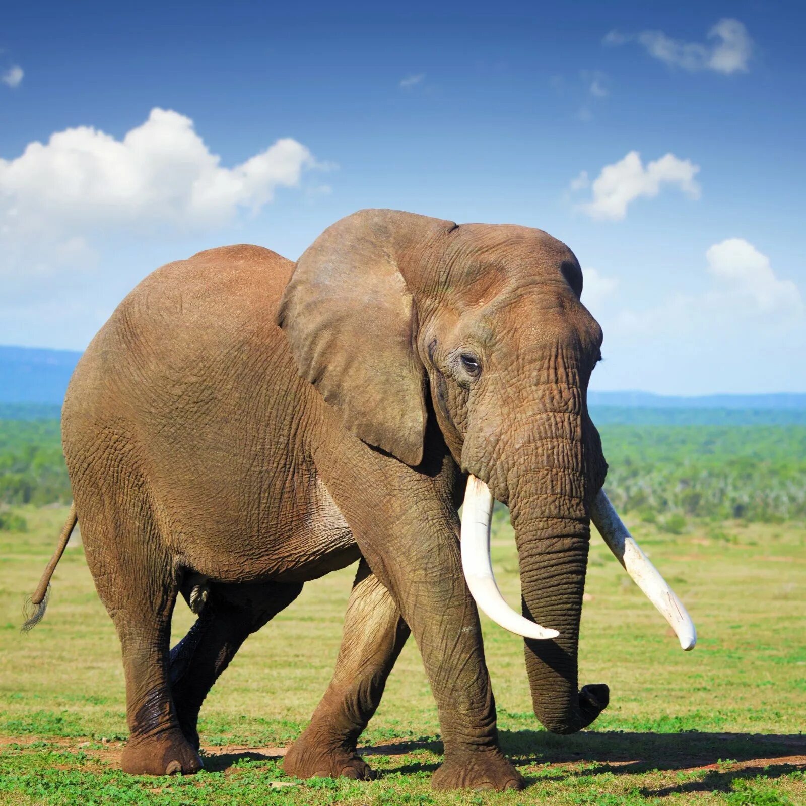 Африканские животные. Слоны. Самый большой слон в мире. Африканские слоны.