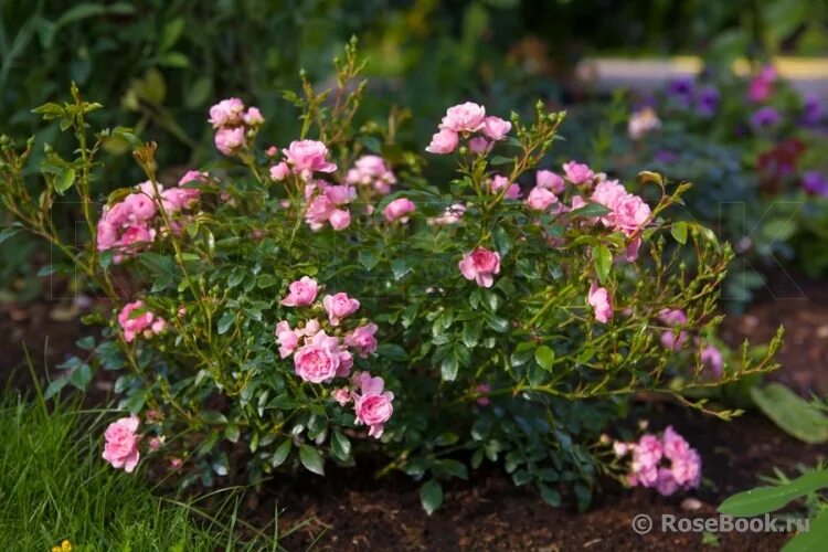 Зе фейри роза фото Plants, Trees to plant, Landscape services