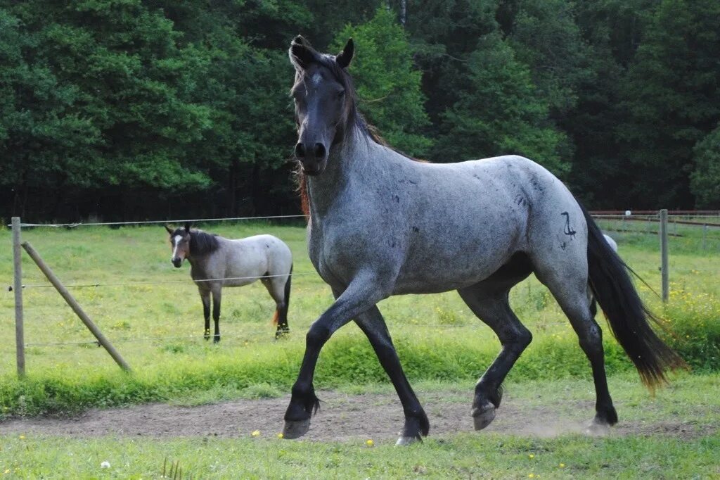 Horse 13. Вороно-Чалая масть. Вороно-Чалая масть лошади. Саврасо Чалая масть. Мышастая масть лошади.