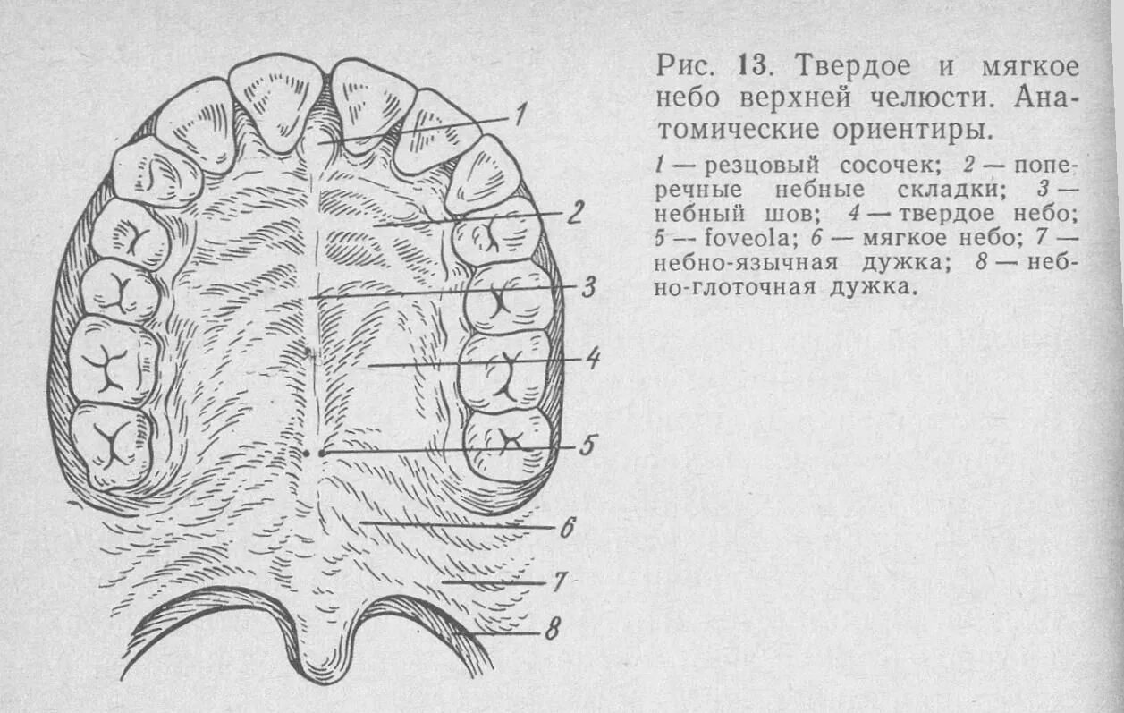 Твердое небо полости рта. Анатомическое строение твердого неба. Твердое небо анатомия строение. Анатомия твердого неба верхней челюсти. Верхнее твердое небо строение.