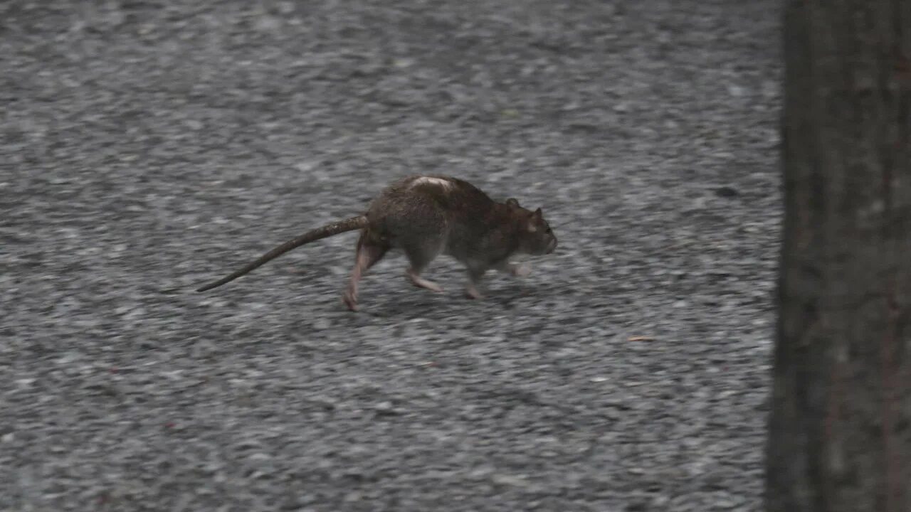 Почему крысы бегают. Мышь бежит. Крыса убегает. Крыса бежит. Убегающая мышь.