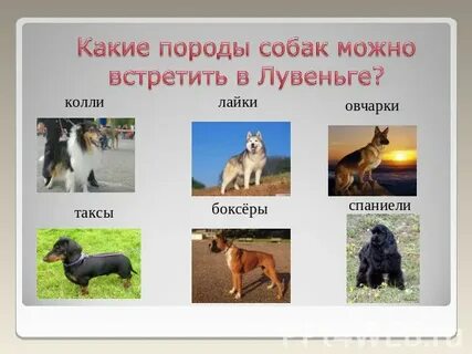 Какие породы слов