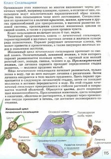 Кто является промежуточным хозяином