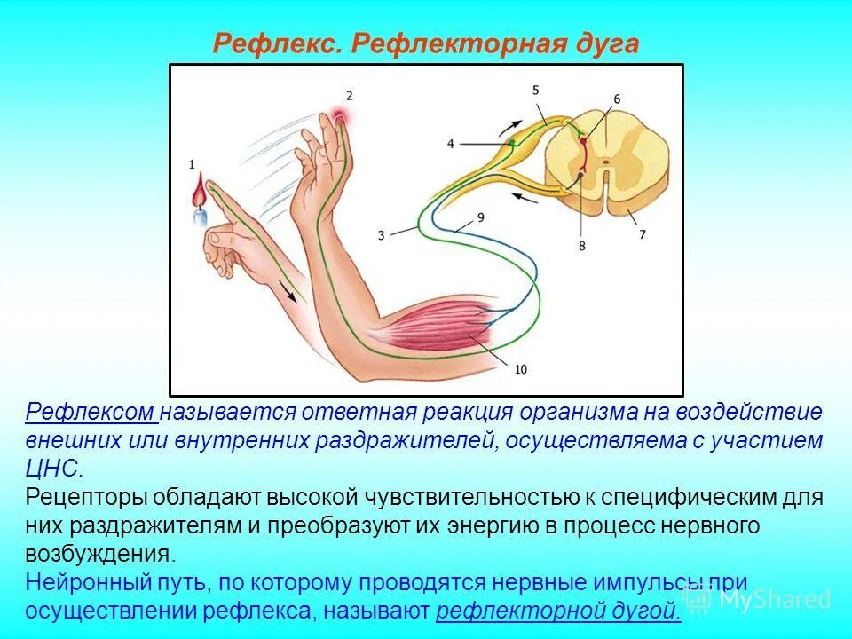 Рефлекторный организм. Портрет павлов условный рефлекс. Рефлекторный принцип деятельности цнс физиология. Ответная реакция организма на действие раздражителя. Рефлекторный принцип функционирования нервной системы.