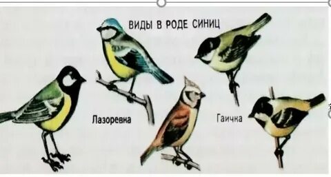 Почему синичка называется синичкой