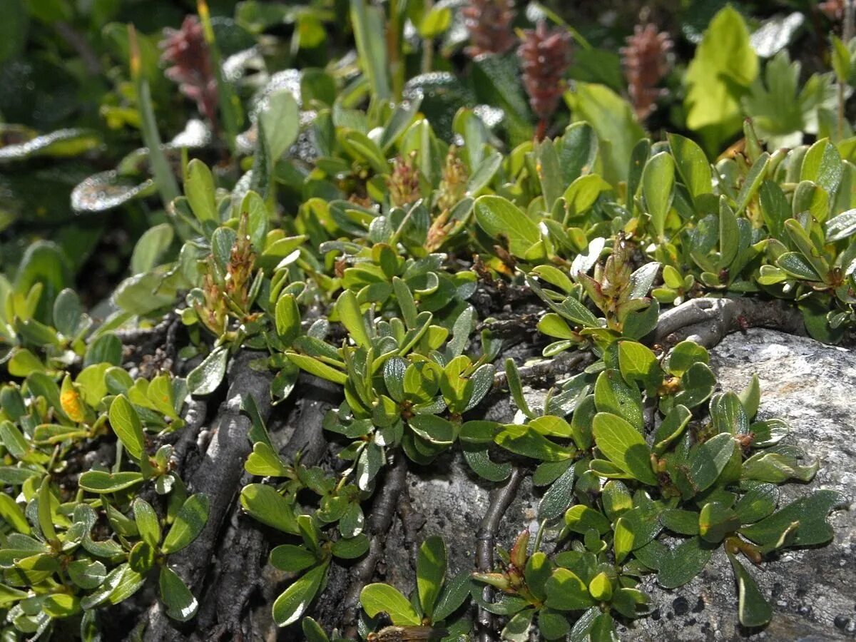 Salix retusa. Ива туполистная. Salix (Ива) kurilensis. Salix serpyllifolia. Карликовая ива фото