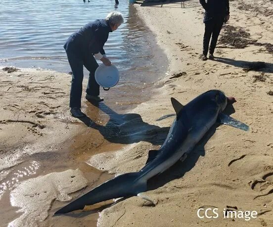 Мужчина спас тонущего медведя развязка ошеломила. Афоризмы про рыбалку прикольные. Спасите огромное. Водка спасла больше рыбы чем рыбнадзор. Спасите огромное.