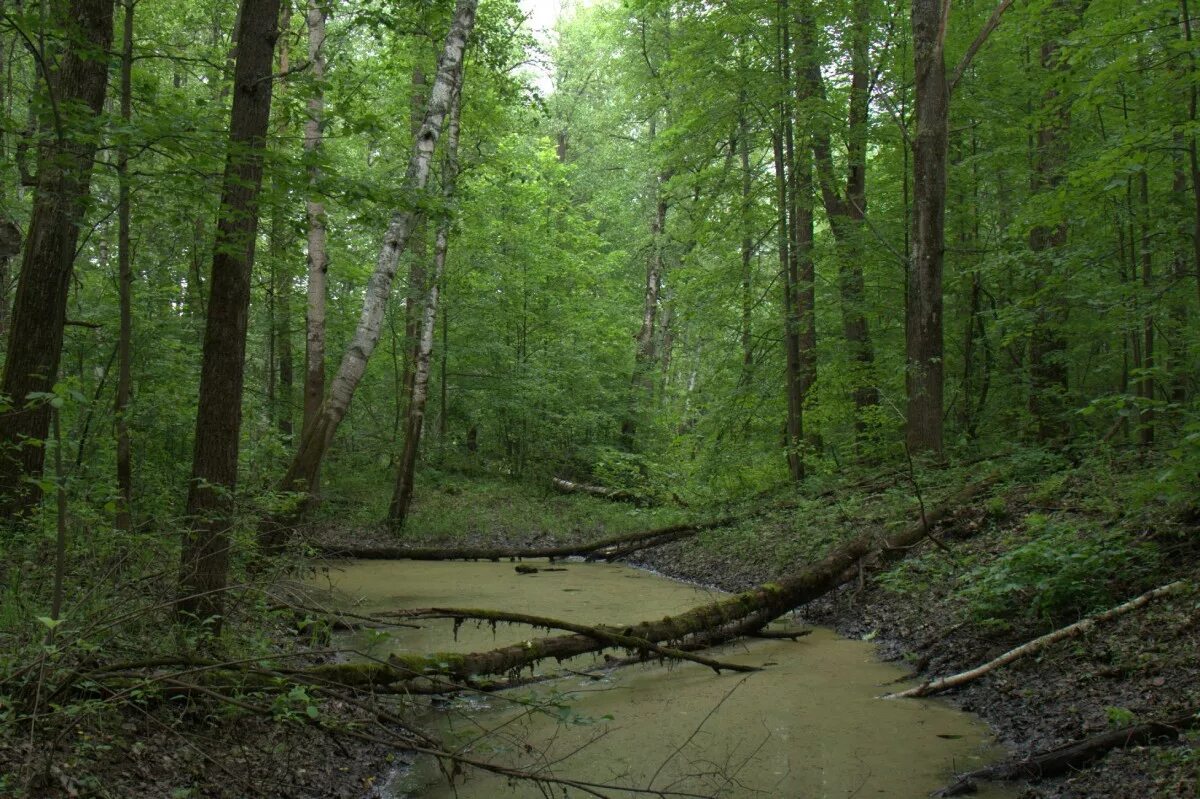 пойменные леса. пойменный лес. болота керженского заповедника. лесное болото трясина. пойменный лес.