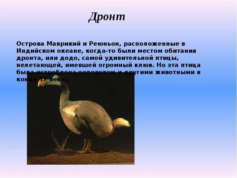 Почему вымерли додо. Дронт. дронт презентация. доклад про дронта. птица додо.