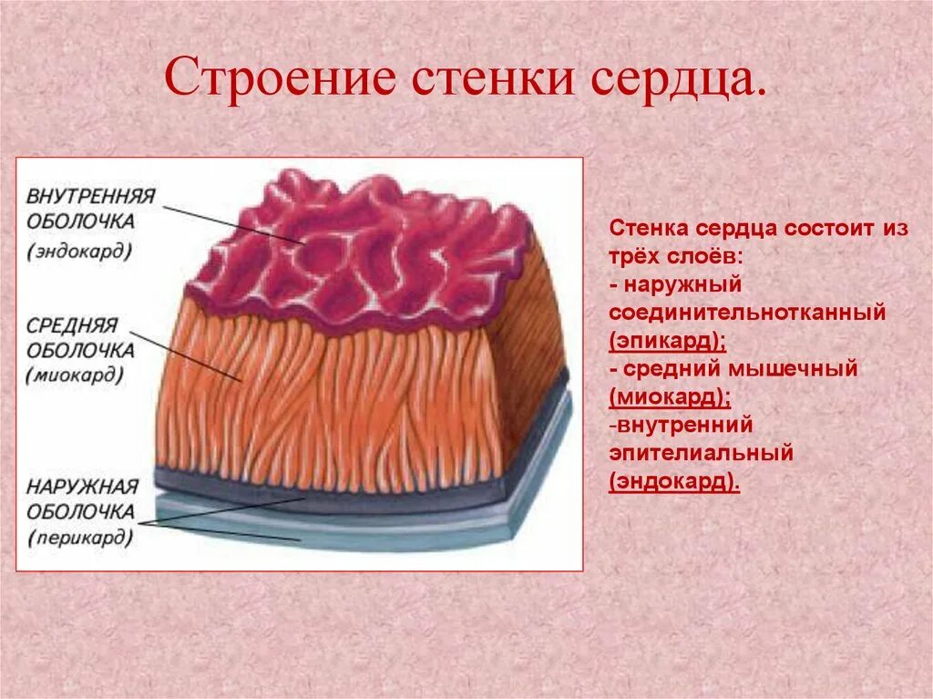 Эпикард перикард миокард. Эпикард миокард эндокард. Миокард эндокард перикард перикард. Строение стенки сердца. Сердце образовано клетками